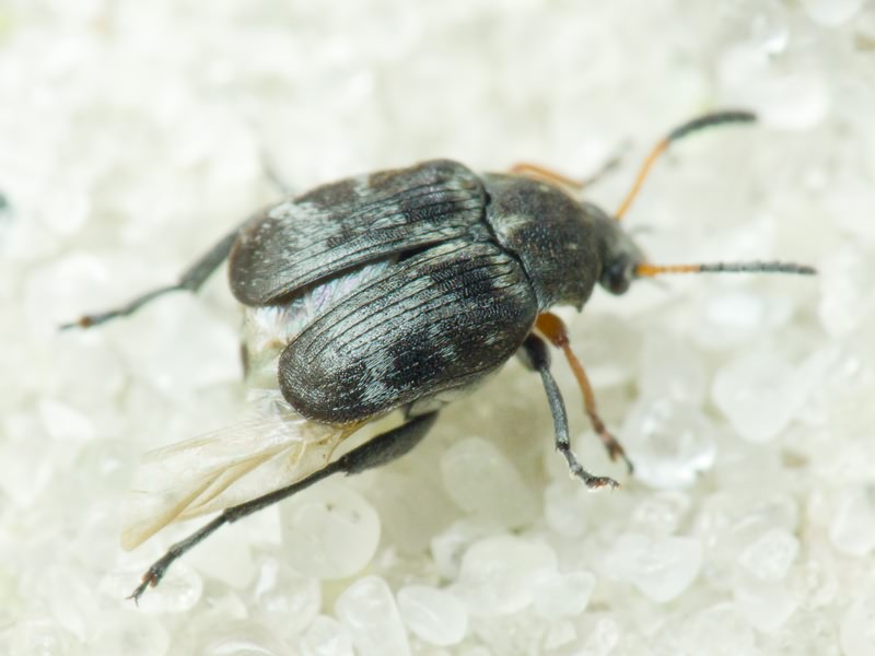 Bruchus affinis Frölich, 1799